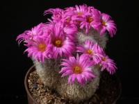 Thumbnail of 0437_Mammillaria guelzowiana_20170709.JPG